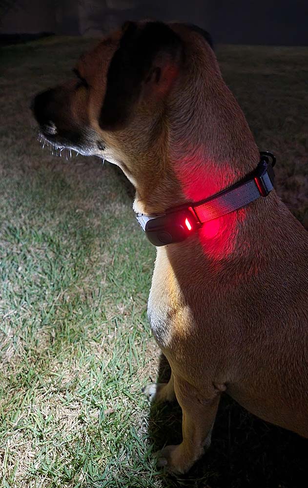 TUG Dog Light - Walking Flashlight Connects to Dog Leashes, Collars, &amp; Harnesses | Rechargeable and Bright LED for Night Walks