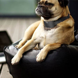 TUG Bark Collar